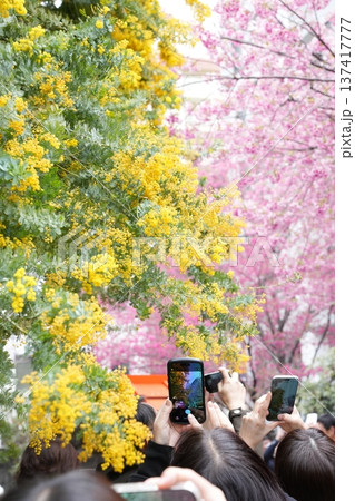 満開のミモザと早咲き桜 満開のミモザと早咲き桜 137417777