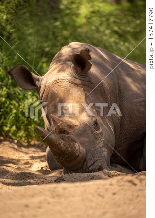 Close-up of white rhino lying in bushes Close-up of white rhino lying in bushes 137417790