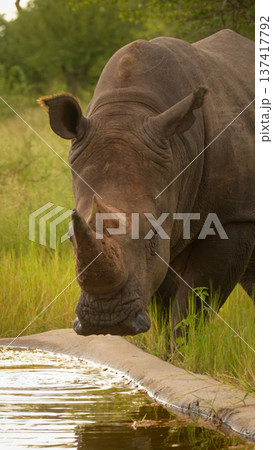Close-up of white rhino standing by trough 137417792