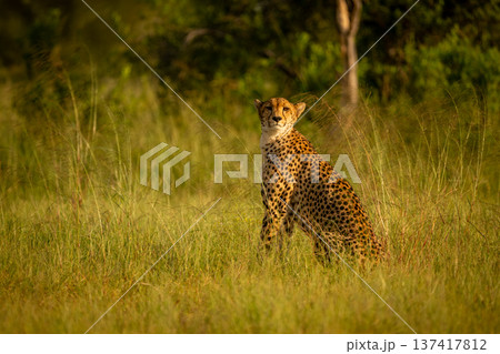 Female cheetah sits watching camera in savanna Female cheetah sits watching camera in savanna 137417812