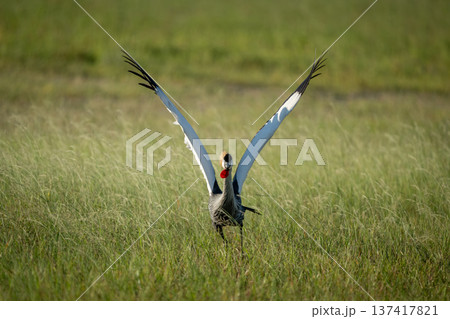 Grey crowned crane lifts wings for take-off Grey crowned crane lifts wings for take-off 137417821
