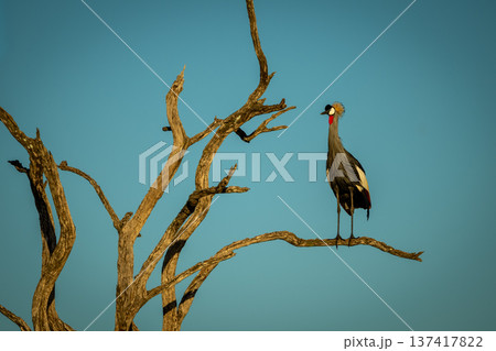 Grey crowned crane on dead tree bough Grey crowned crane on dead tree bough 137417822