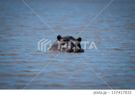 Hippo watches camera from waterhole in sunshine Hippo watches camera from waterhole in sunshine 137417832