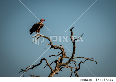 Lappet-faced vulture in profile on dead tree 137417833