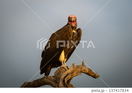 Lappet-faced vulture watches camera from dead stump Lappet-faced vulture watches camera from dead stump 137417834