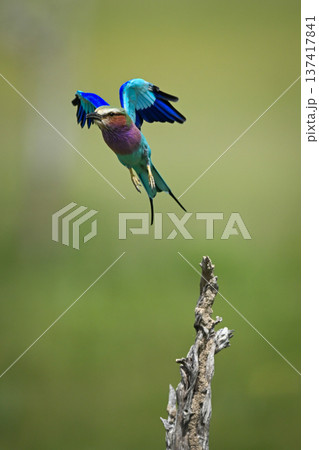 Lilac-breasted roller flies away from gnarled stump 137417841