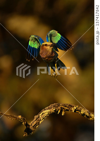 Lilac-breasted roller flies off branch at sunset 137417842