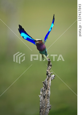 Lilac-breasted roller flies off from gnarled stump 137417843