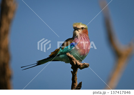 Lilac-breasted roller framed by branches with catchlight Lilac-breasted roller framed by branches with catchlight 137417846