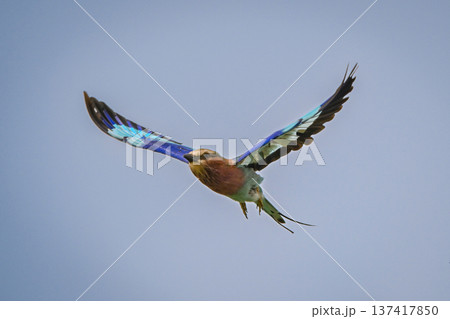 Lilac-breasted roller lifts wings against clear sky 137417850