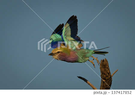 Lilac-breasted roller lifts wings flying from stump 137417852