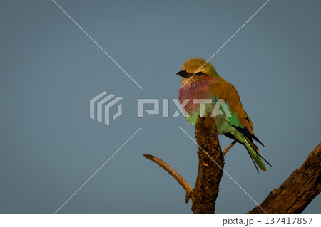 Lilac-breasted roller on bough in golden light 137417857
