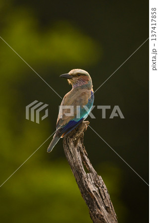 Lilac-breasted roller on dead branch with rim-lighting Lilac-breasted roller on dead branch with rim-lighting 137417858
