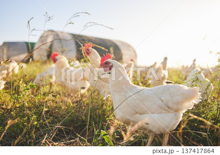 Nature, chicken farm in field and coup in green countryside, free range agriculture and sunshine. Poultry farming, sustainability and freedom, group of birds in grass and animals with natural growth. Nature, chicken farm in field and coup in green countryside, free range agriculture and sunshine. Poultry farming, sustainability and freedom, group of birds in grass and animals with natural growth. 137417864