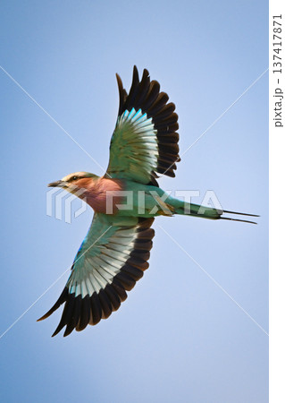 Lilac-breasted roller spreads wings against blue sky 137417871