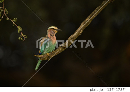 Lilac-breasted roller stretches neck on diagonal branch Lilac-breasted roller stretches neck on diagonal branch 137417874