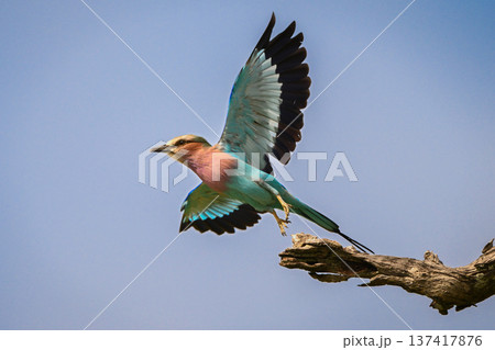 Lilac-breasted roller takes off from dry stump 137417876