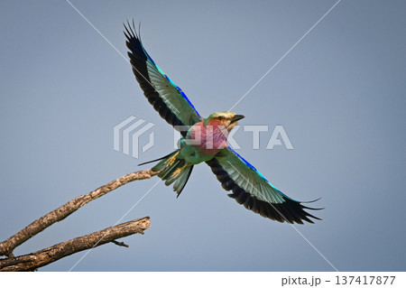 Lilac-breasted roller takes off from forked branch Lilac-breasted roller takes off from forked branch 137417877