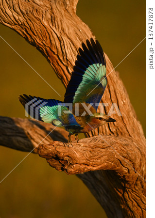 Lilac-breasted roller takes off from gnarled tree Lilac-breasted roller takes off from gnarled tree 137417878