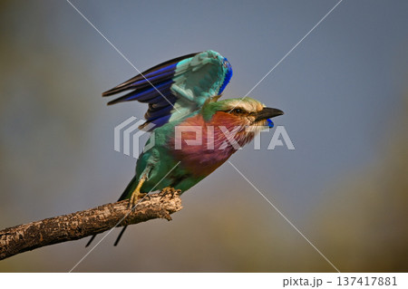 Lilac-breasted roller takes off with lifted wings 137417881