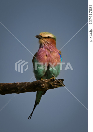 Lilac-breasted roller turning head on dead bough 137417885