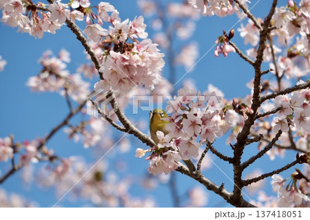 満開の桜の中で休むメジロ 137418051