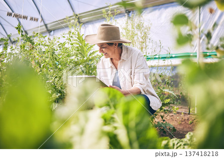 Woman, mature and farming in greenhouse with plants, inspection and harvest with vegetable agriculture. Farmer, check crops and sustainability with agro business and ecology, growth and gardening 137418218