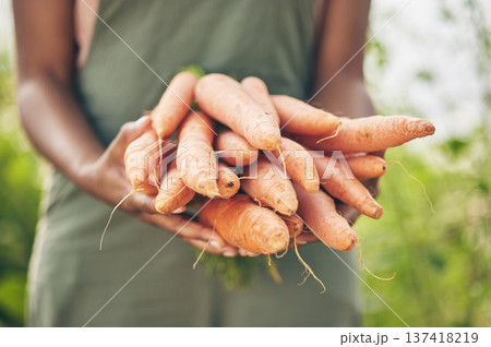 Farmer, person hands and carrot for agriculture, farming and sustainability with grocery supply chain or offer. Worker, seller or supplier and vegetables or food in ngo, nonprofit or business harvest Farmer, person hands and carrot for agriculture, farming and sustainability with grocery supply chain or offer. Worker, seller or supplier and vegetables or food in ngo, nonprofit or business harvest 137418219