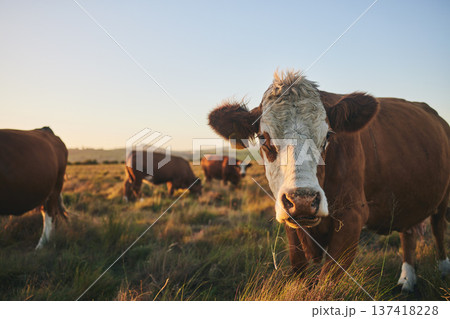 Agriculture, sunset and portrait of cow on farm for for sustainability, environment and meat industry. Grass, cattle and milk production with animals in countryside field for livestock and mockup 137418228