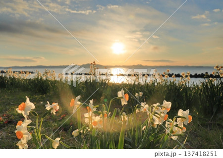 野比海岸水仙ロード 137418251