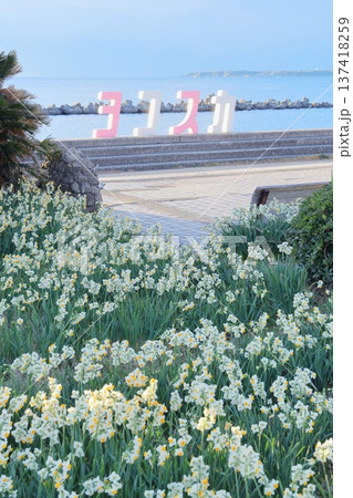 野比海岸水仙ロード 137418259