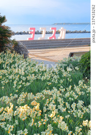 野比海岸水仙ロード 野比海岸水仙ロード 137418262