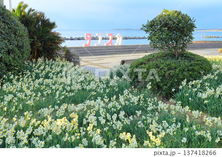 野比海岸水仙ロード 野比海岸水仙ロード 137418266