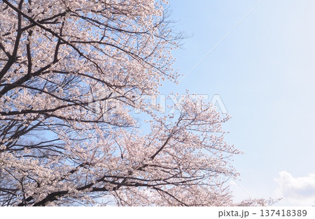 桜のある風景 桜のある風景 137418389