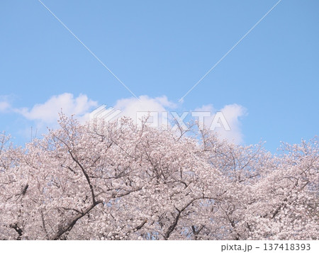 桜のある風景 桜のある風景 137418393