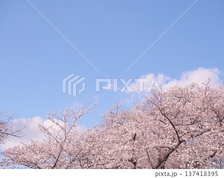 桜のある風景 桜のある風景 137418395