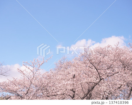 桜のある風景 桜のある風景 137418396