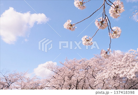 桜のある風景 137418398