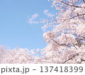 桜のある風景 137418399
