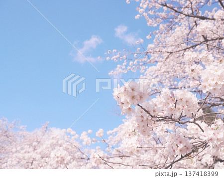桜のある風景 桜のある風景 137418399