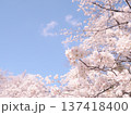 桜のある風景 137418400