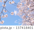 桜のある風景 137418401