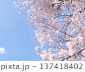 桜のある風景 137418402