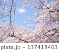桜のある風景 137418403