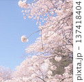 桜のある風景 137418404