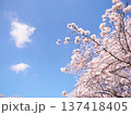 桜のある風景 137418405