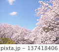 桜のある風景 137418406