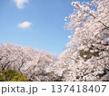 桜のある風景 137418407