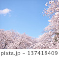 桜のある風景 137418409