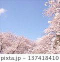 桜のある風景 137418410
